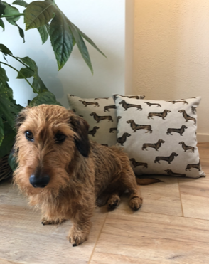 Teckel kussen